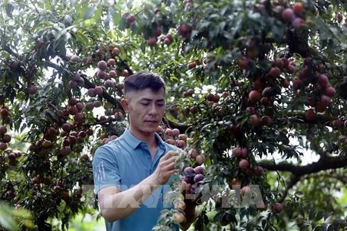 Bước chuyển nâng giá trị cho đặc sản miền núi