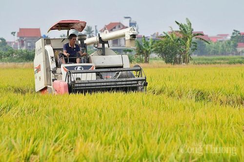 Xuất khẩu gạo nửa đầu năm 2026: Giữ nhịp tăng trưởng