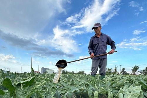 Những giấc mơ hoa giữa nắng lửa