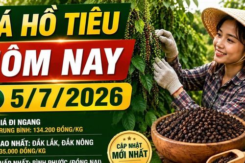 Giá tiêu hôm nay 5/7: Cao nhất 135.000 đồng/kg