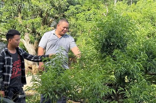 Ngát xanh đồng đất Thượng Hà
