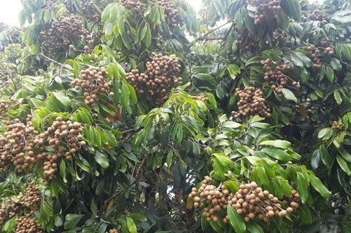 Loại quả đặc sản có ở Hưng Yên giá 300.000 đồng/kg, trồng một cây gia đình sung túc, thành vật báu gia truyền