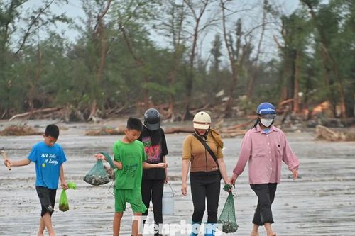 Người dân Móng Cái đổ xô nhặt 'lộc trời' sau bão