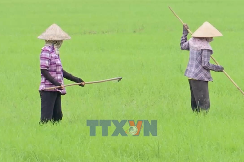 Nâng diện tích lúa giảm phát thải gắn với bài toán sử dụng phân bón đúng