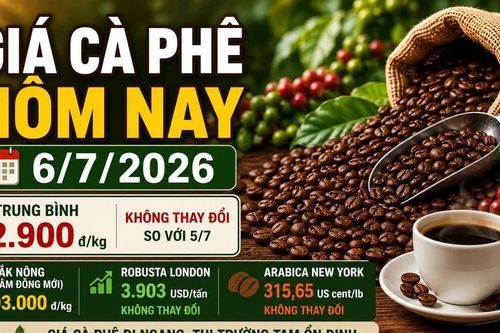 Giá cà phê hôm nay 6/7: Tây Nguyên đi ngang, chờ thay đổi tuần mới