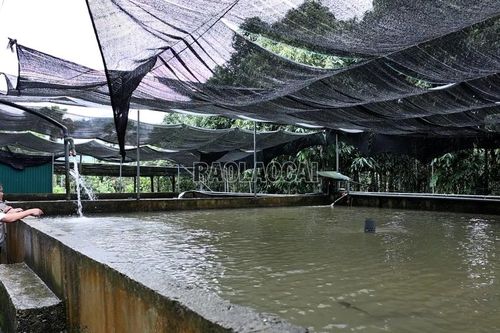 Cá tầm mở hướng làm giàu ở Việt Hồng