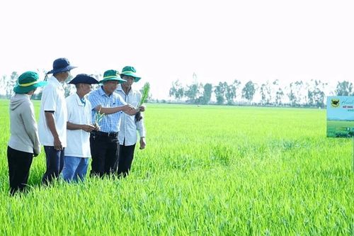 Bước ngoặt thay đổi của người nông dân trên vùng đất nhiễm phèn nặng