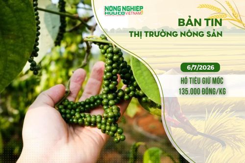 Thị trường nông sản 6/7/2026: Hồ tiêu giữ mốc 135.000 đồng/kg