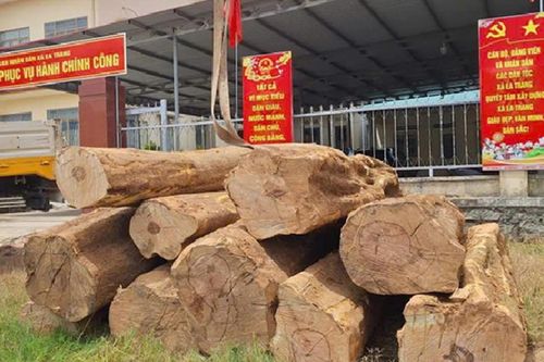 Gỗ lậu 'vi hành'
