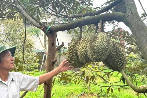 Sầu riêng nhiều vườn ở Đắk Lắk 'xấu mã', thương lái đổi cách mua