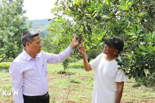 Cây mắcca tạo sinh kế bền vững cho vùng biên phía Tây Lâm Đồng