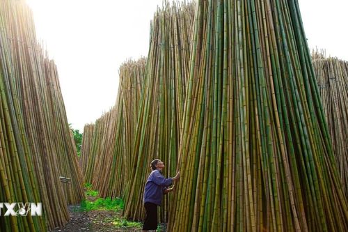 Làng nghề tre trúc Xuân Lai gìn giữ giá trị truyền thống giữa nhịp sống hiện đại