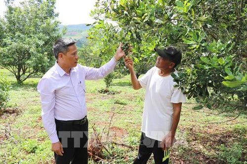 Cây mắc ca viết câu chuyện đổi đời ở vùng biên Lâm Đồng