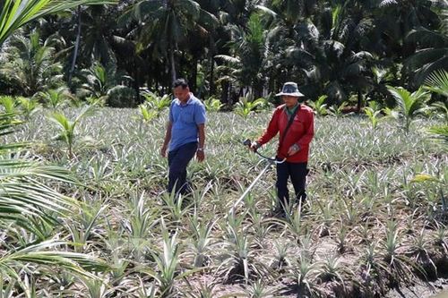 Vĩnh Long tăng giá trị đất nhờ mô hình 'lấy ngắn nuôi dài'