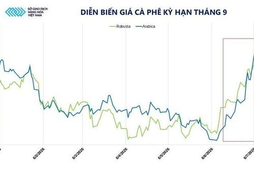 Giá cà phê lập đỉnh nhiều tháng do lo ngại El Nino