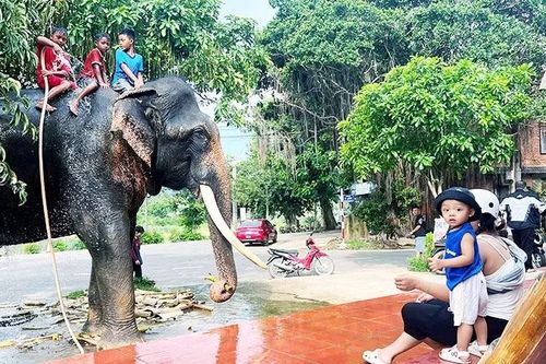Bảo tồn voi và cả văn hóa về voi