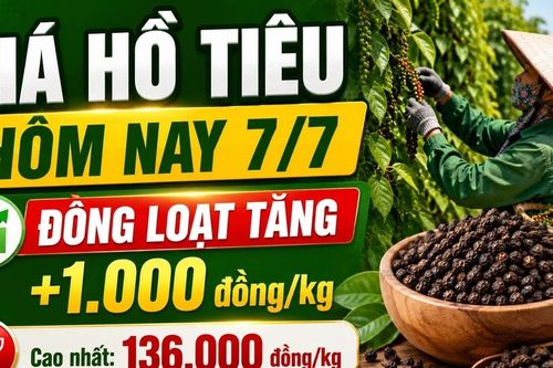 Giá hồ tiêu hôm nay 7/7: Đồng loạt tăng 1.000 đồng/kg
