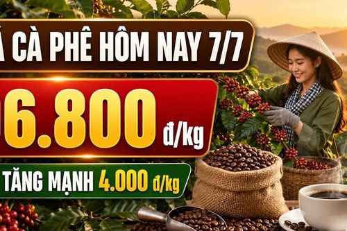 Giá cà phê hôm nay 7/7 tăng sốc 4.000 đồng/kg
