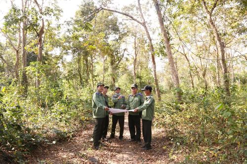 Hiện đại hóa công tác quản lý lâm nghiệp