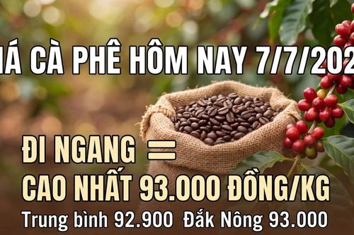 Giá cà phê hôm nay 7/7 giữ ổn định quanh vùng 93.000 đồng/kg