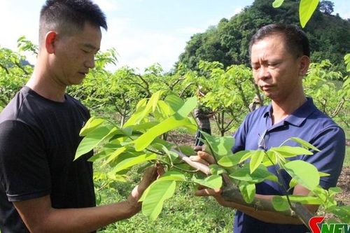 Hứa hẹn vụ na bội thu