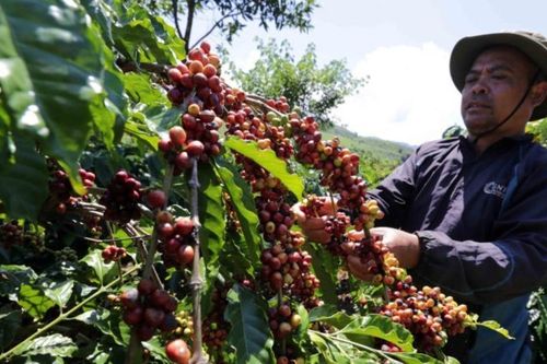 Giá cà phê nội địa đi ngang, giá thế giới tăng vọt