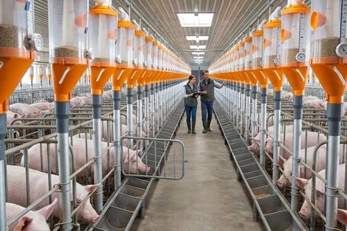 Ngành chăn nuôi heo Việt Nam trước nguy cơ lặp lại kịch bản dư cung của Trung Quốc