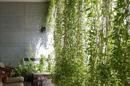 Có nên trồng cây dây leo trong nhà?