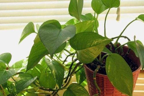 Có nên trồng cây trầu bà trong nhà?
