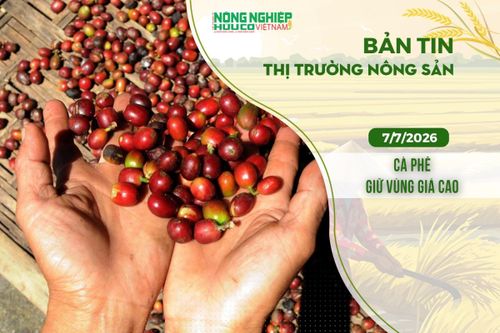 Thị trường nông sản 7/7/2026: Cà phê giữ vùng giá cao