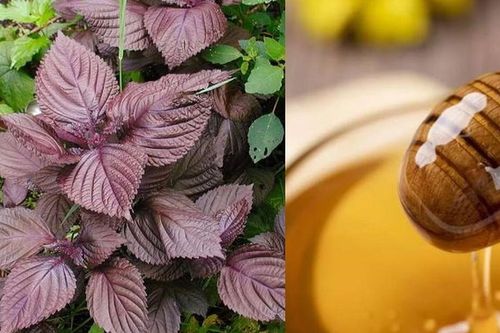 Làm đẹp bằng lá tía tô không phải ai cũng biết