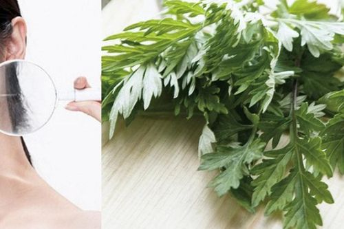 Cách trị mụn bằng ngải cứu hiệu quả an toàn không để lại vết thâm