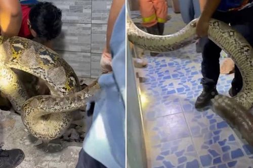 Bắt sống trăn khổng lồ dài 5 mét, nặng 30kg ẩn nấp trong ký túc xá