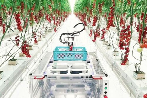 Điều kiện thành lập khu nông nghiệp ứng dụng công nghệ cao