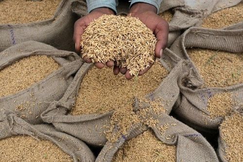 Nhật Bản thông qua một Luật mới, đánh dấu bước ngoặt lớn trong dự trữ gạo quốc gia