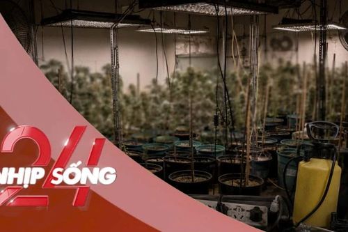 NHỊP SỐNG 24: Phương thức trồng cần sa tại nhà của nhóm đối tượng mới bị bắt giữ ở Hà Nội