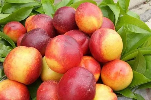 'Cực phẩm' mùa hè từ những loại trái cây vừa ngon vừa bổ