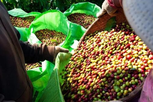 Giá cà phê hôm nay 8/7/2026 tăng dựng đứng, nhiều nơi áp sát mốc 97.000 đồng/kg