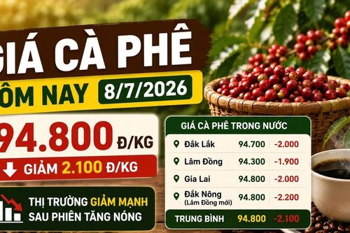 Giá cà phê hôm nay 8/7: Quay đầu giảm hơn 2.000 đồng/kg