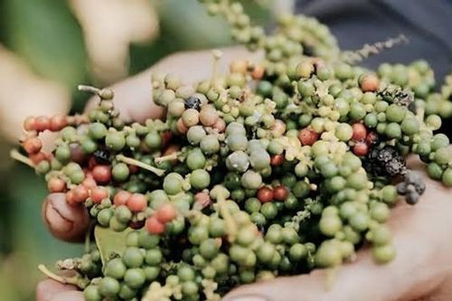 Giá tiêu hôm nay 8/7/2026 đồng loạt tăng, Đắk Lắk và Đắk Nông lên 136.000 đồng/kg