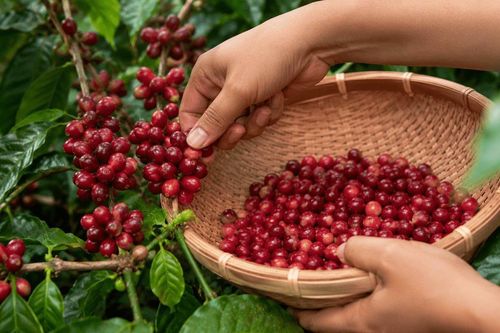 Giá cà phê hôm nay 8/7/2026 bật tăng gần 4.000 đồng/kg, Tây Nguyên trở lại vùng 97.000 đồng/kg