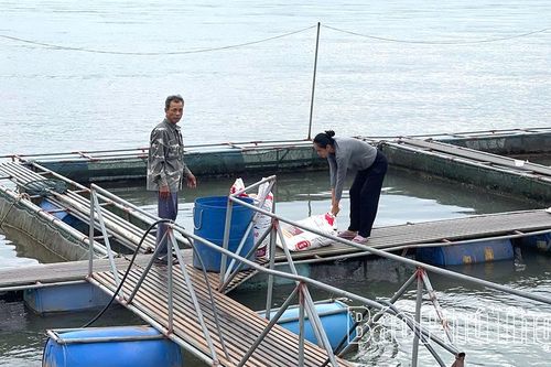 Thấp thỏm nghề nuôi cá lồng