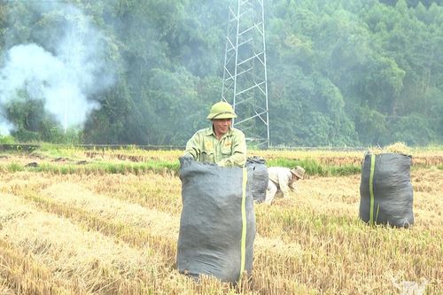 Lợi ích kép từ tận dụng rơm, rạ sau thu hoạch