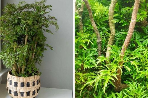 Có nên trồng cây đinh lăng trong nhà hay không?