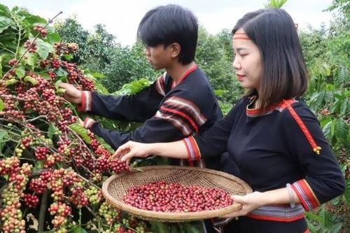 Đắk Lắk khát vọng trở thành khu vực phát triển hệ sinh thái kinh tế nông nghiệp đa giá trị