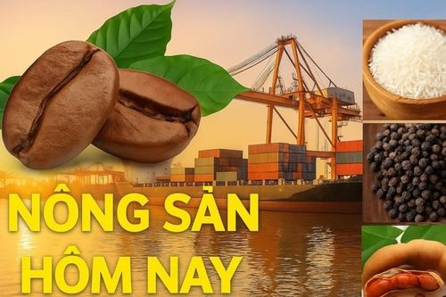 Giá nông sản hôm nay 9/7/2026: Giá cà phê rung lắc mạnh, cần sẵn sàng với bất ổn; Nga chính thức cấm xuất dầu diesel, thêm động lực tăng giá xăng dầu