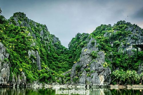 Ngắm hoa phất dụ bung nở, nhuộm vàng núi đá vịnh Hạ Long