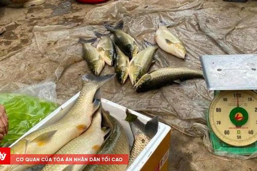Khoảng 12 tấn cá chết trên sông Bồ chết do thiếu oxy