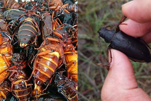 Loài côn trùng đang được săn đón có giá 3,3 triệu đồng/kg, chủ trại thu tiền tỷ
