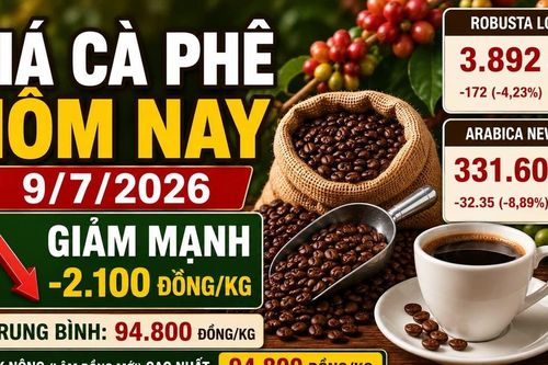 Giá cà phê hôm nay 9/7 quay đầu giảm sâu sau phiên tăng sốc
